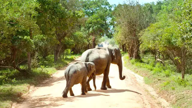 Day Trips from Yala National Park