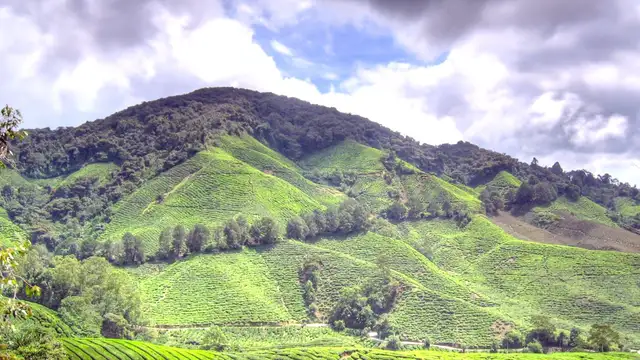 Best Restaurants in Cameron Highlands