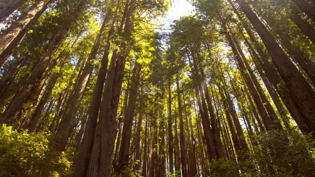 Redwood National Park Itineraries