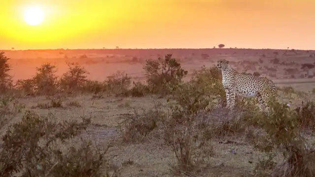 Things to Do in Kgalagadi Transfrontier Park