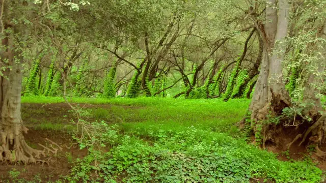 Best Restaurants in Salalah