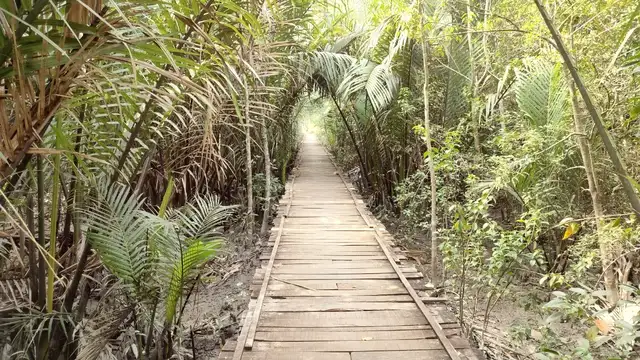 Sundarbans Travel Guide Overview