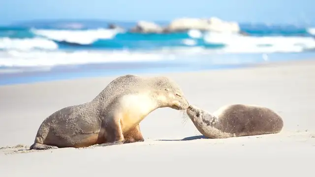 Kangaroo Island Travel Checklist