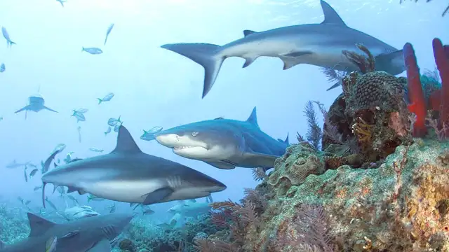 How to Get to Lady Elliot Island