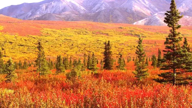 Denali National Park Travel Checklist