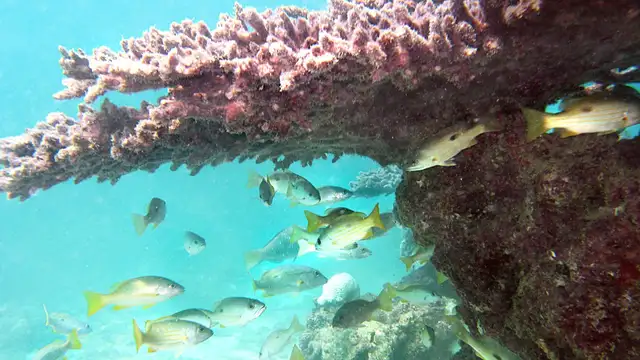 Kish Island Travel Hacks