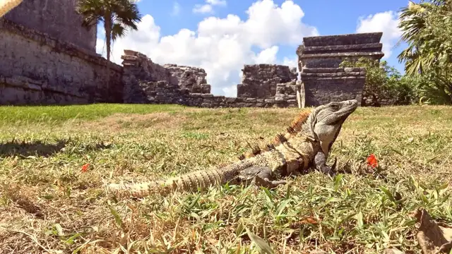 Destination Veracruz