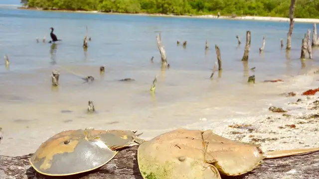 What to Pack for Isla Holbox