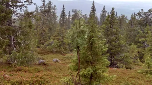 Best Time to Visit Swedish Lapland