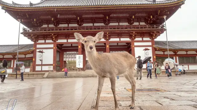 Nara Travel Tips