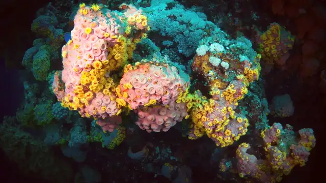 Destination United States Minor Outlying Islands