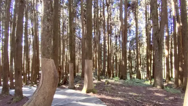 Where to Stay in Alishan