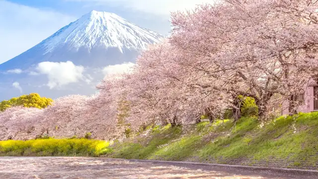 Shizuoka Travel Tips