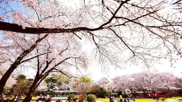 Ichikawa Travel Tips