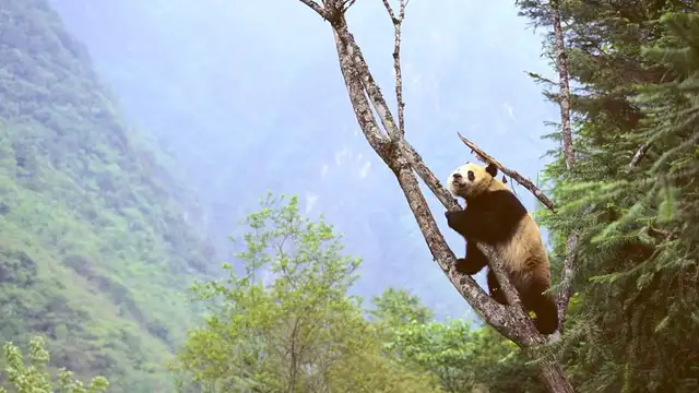 Jiangmen Travel Tips